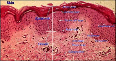 Skin Layers